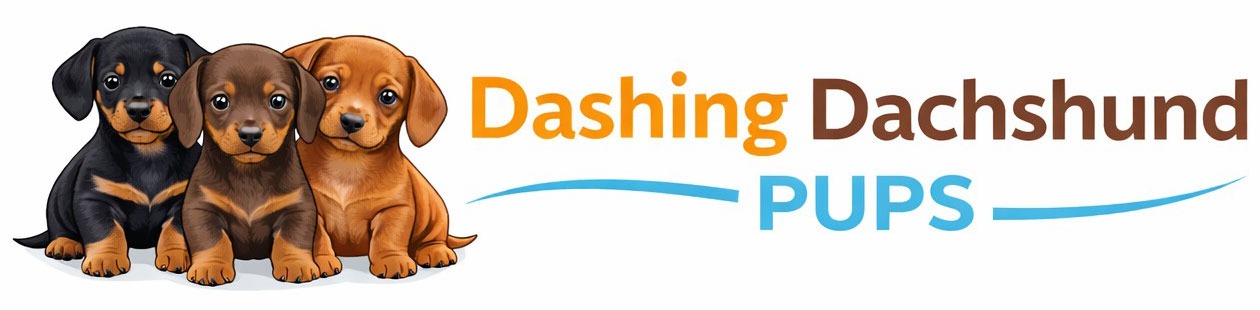 Dashing Dachshund Pups